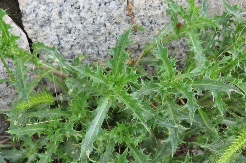 Carlina corymbosa